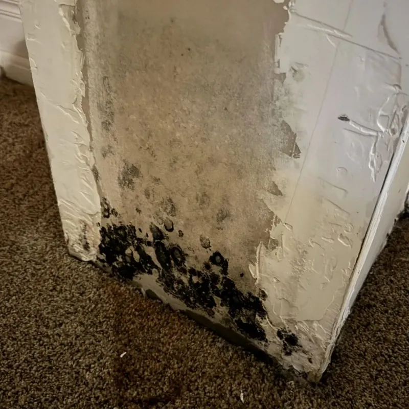 Professional Mold Removal in Moberly, MO